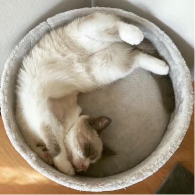 adam's profile picture