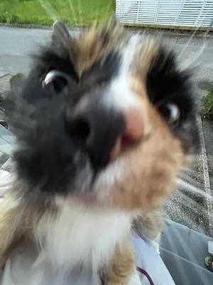trine's profile picture