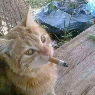 efi's profile picture